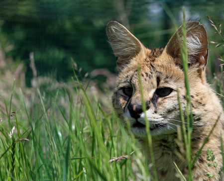進口活動物、瀕危物種引進_代理報關|進口清關|國際物流|國際運輸|國際貨運代理|北京揚睿國際貨運代理有限公司
